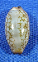 Mauritia scurra mundula
